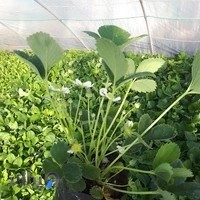 فروش نشا فلفل بادمجان توت فرنگی و سایر سیفی جات