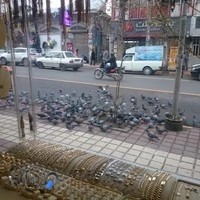 طلافروشی امیر