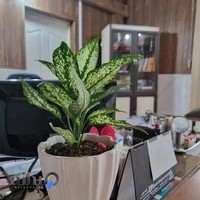 درمانگاه شبانه روزی ابن سینا