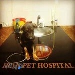 کلینیک دامپزشکی ایرانیان