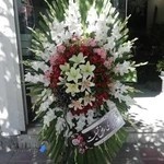 گل شب قزوین