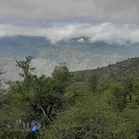 کلبه جنگلی پارسا مرادی