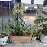 پیرایش کوثر