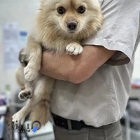 کلینیک دامپزشکی و پتشاپ راد