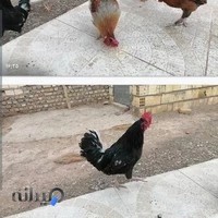 پرنده فروشی محی آبادی