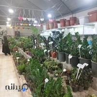 گلفروشی زیبا گل