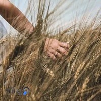 آتلیه فیلم و عکس مهدی ماهانی