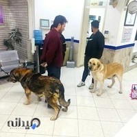 کلینیک تخصصی دامپزشکی دکتر سامان سلمانی