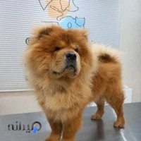 کلینیک دامپزشکی دکتر چراغی