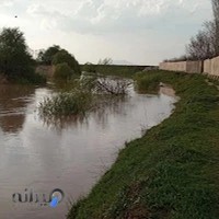 قالیشویی گلها