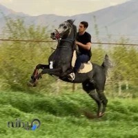 باشگاه سوارکاری و پرورش اسب شبرنگ