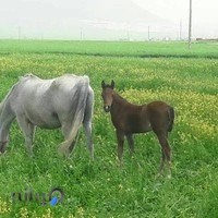 باشگاه سوارکاری صحرا