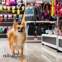 پت شاپ هاپو