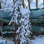 گل و گیاه آیلکس سبز