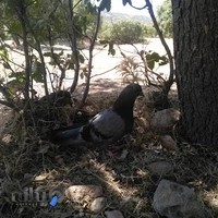 پیش دبستانی استعداد های درخشان ندا