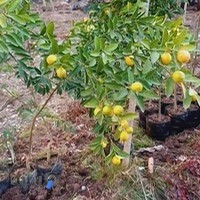 نهالستان نماد جنگل