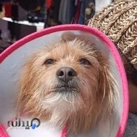 کلینیک دامپزشکی دکتر پاو