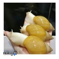 Rozhand snail therapy