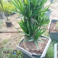 مجتمع تولیدی گياهان آپارتمانی و زینتی