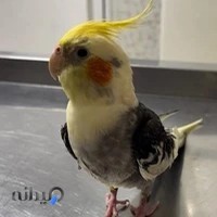 کلینیک دامپزشکی دکتر سروناز گیاهی رشت