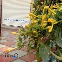 پیشخوان دولت کوه بنه