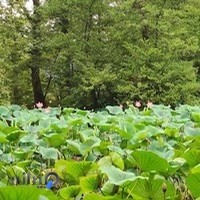 تالاب سوستان لاهیجان