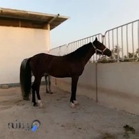 باشگاه سوارکاری الماس اروند«حاجی مطوری»