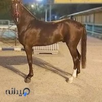 باشگاه سوار کاری پالایشگاه آبادان