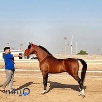 باشگاه سوارکاری همای