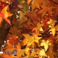 نهالستان شهرک هجرت