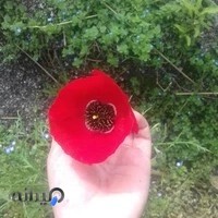 گل فروشی گل سنگ