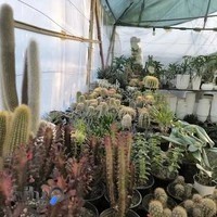 گلخانه ارغوان