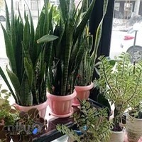 دپارتمان املاک شاهان