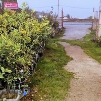 نهالستان عبدالهی شعبه ۲، نوین