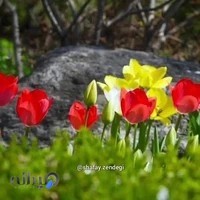 مؤسسه اتومبیل کرایه گلها