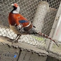 پرورش قرقاول علی