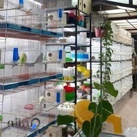 پرنده فروشی طوطی طلایی‌‌