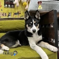 پت شاپ لوسیفر