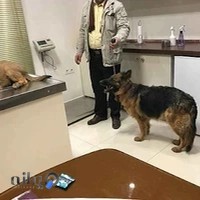 درمانگاه دامپزشکی دکتر مشرف زاده