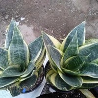 فروشگاه گل و گیاه سید