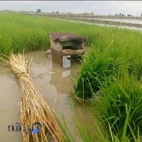 بازرگانی برنج لیتکوهی