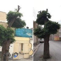 آموزشگاه موسیقی نوبانگ