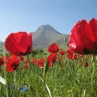 شیرینی سرای المهدی