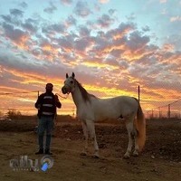 باشگاه سوارکاری الماس کویر اراک