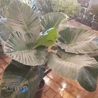 گالری گل لوتوس (شانقی)