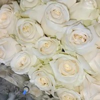 پخش گل مرکزی