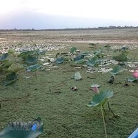 بيمه ايران نمايندگي تيموري