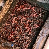 فروش ورمی کمپوست