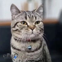 پلی کلینیک و پت شاپ دامپزشکی آرتا