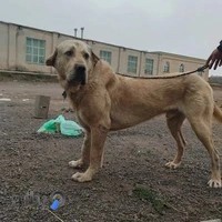 دکتر روزبه علی بالازاده